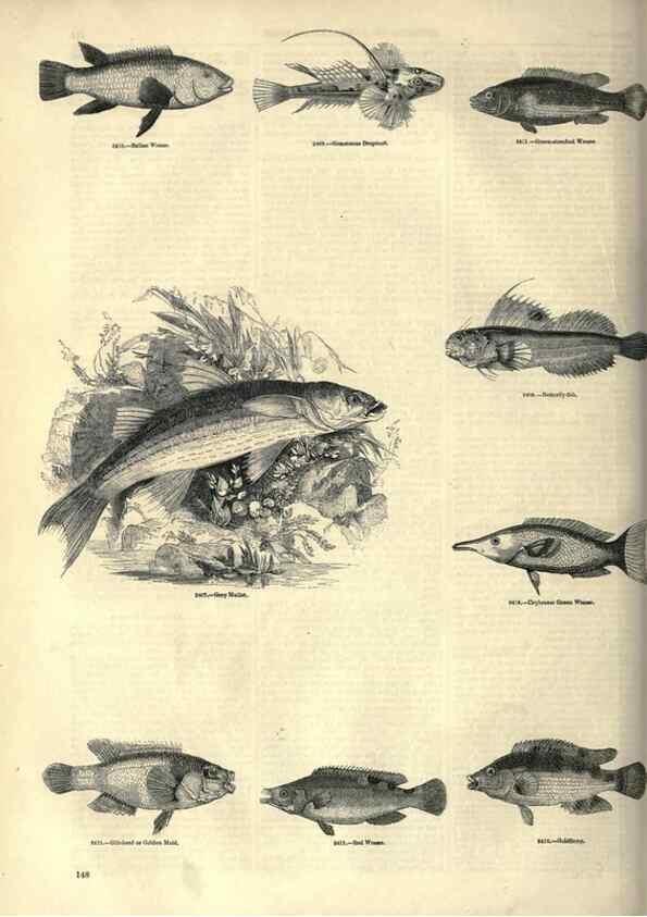 Reproducción/Reproduction 7740041818: The pictorial museum of animated nature .... London :C. Cox,[1844?]