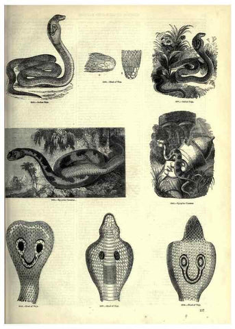 Reproducción/Reproduction 7740026394: The pictorial museum of animated nature .... London :C. Cox,[1844?]