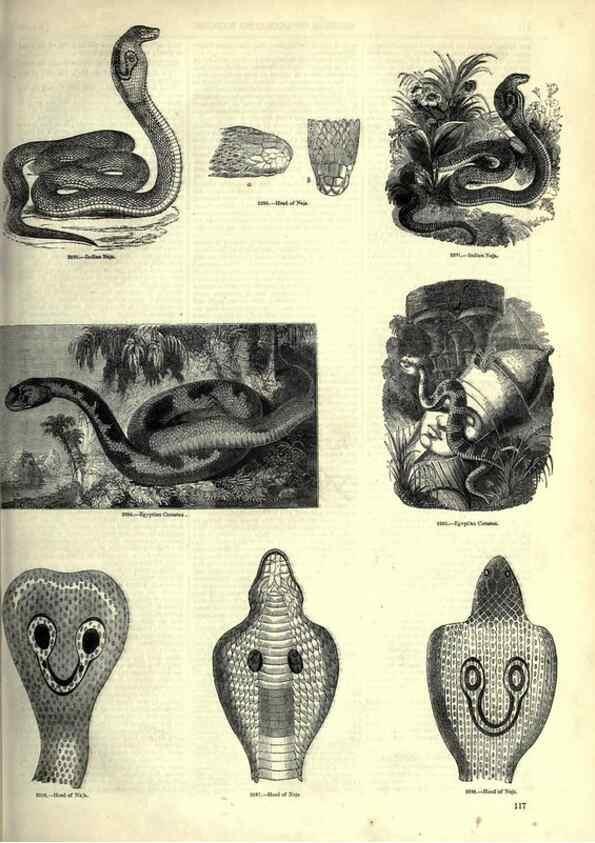 Reproducción/Reproduction 7740026394: The pictorial museum of animated nature .... London :C. Cox,[1844?]
