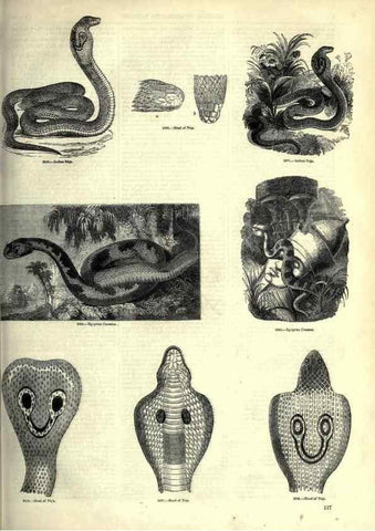 Reproducción/Reproduction 7740026394: The pictorial museum of animated nature .... London :C. Cox,[1844?]