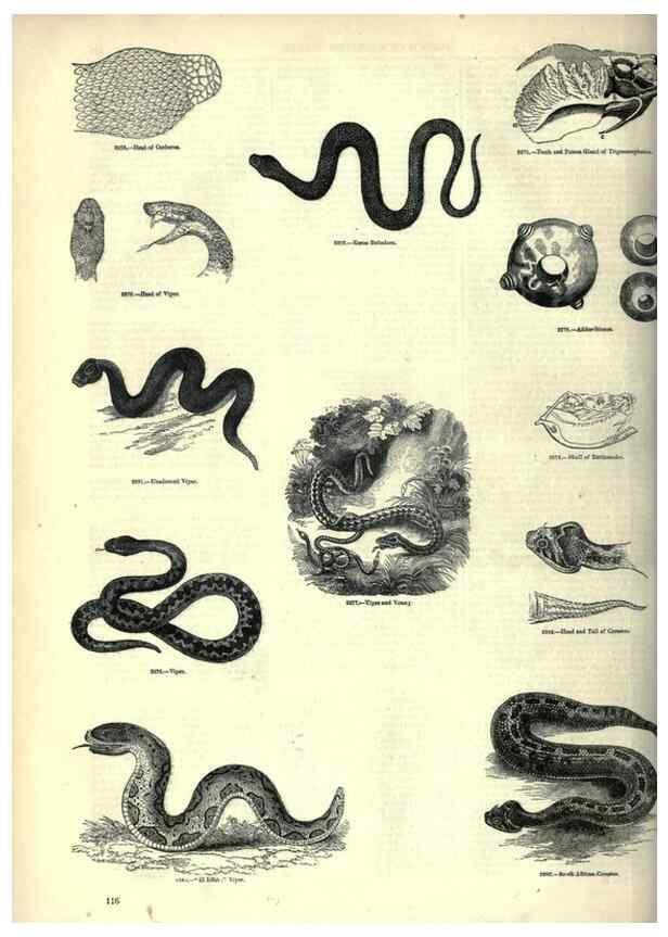 Reproducción/Reproduction 7740024992: The pictorial museum of animated nature .... London :C. Cox,[1844?]