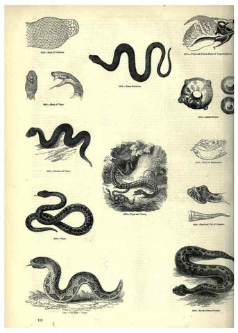 Reproducción/Reproduction 7740024992: The pictorial museum of animated nature .... London :C. Cox,[1844?]