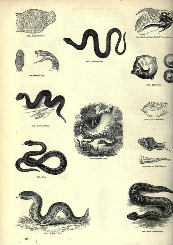 Reproducción/Reproduction 7740024992: The pictorial museum of animated nature .... London :C. Cox,[1844?]