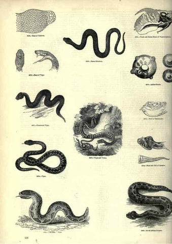 Reproducción/Reproduction 7740024992: The pictorial museum of animated nature .... London :C. Cox,[1844?]