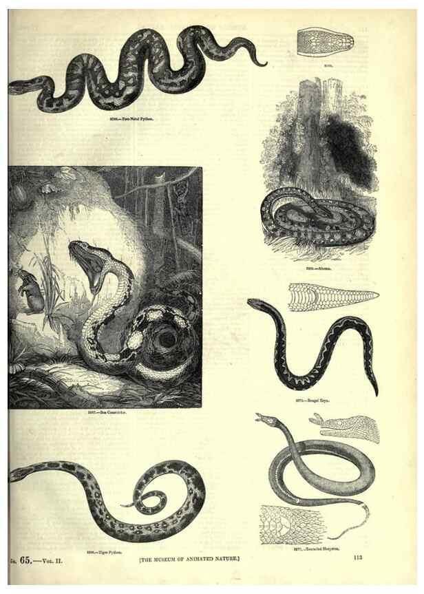Reproducción/Reproduction 7740024054: The pictorial museum of animated nature .... London :C. Cox,[1844?]