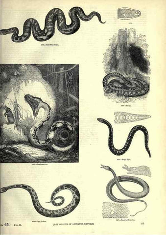 Reproducción/Reproduction 7740024054: The pictorial museum of animated nature .... London :C. Cox,[1844?]