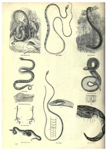 Reproducción/Reproduction 7740022928: The pictorial museum of animated nature .... London :C. Cox,[1844?]