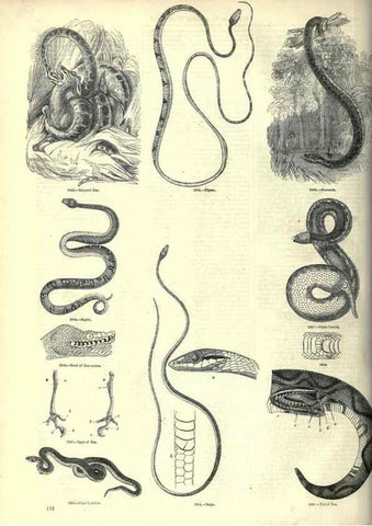 Reproducción/Reproduction 7740022928: The pictorial museum of animated nature .... London :C. Cox,[1844?]