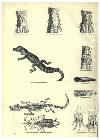 Reproducción/Reproduction 7740006592: The pictorial museum of animated nature .... London :C. Cox,[1844?]