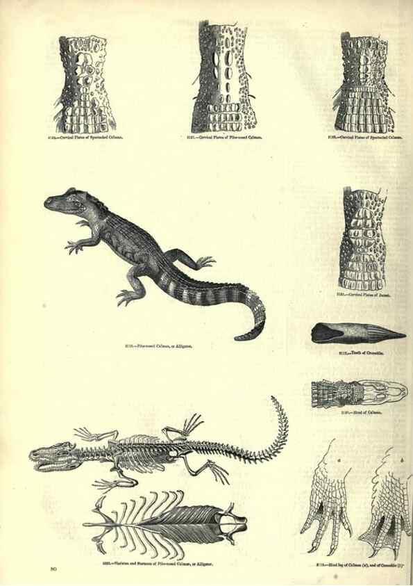 Reproducción/Reproduction 7740006592: The pictorial museum of animated nature .... London :C. Cox,[1844?]