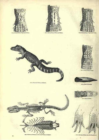 Reproducción/Reproduction 7740006592: The pictorial museum of animated nature .... London :C. Cox,[1844?]