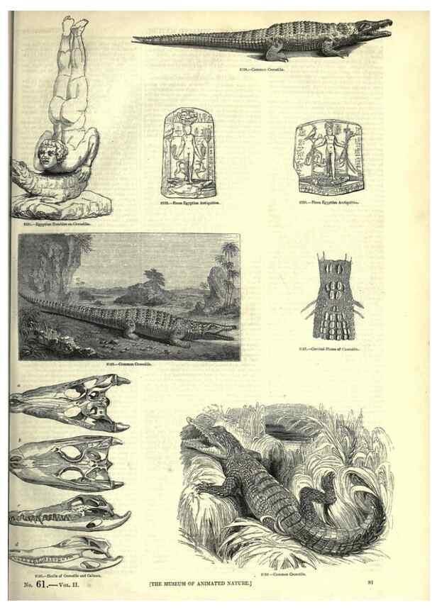 Reproducción/Reproduction 7740007662: The pictorial museum of animated nature .... London :C. Cox,[1844?]