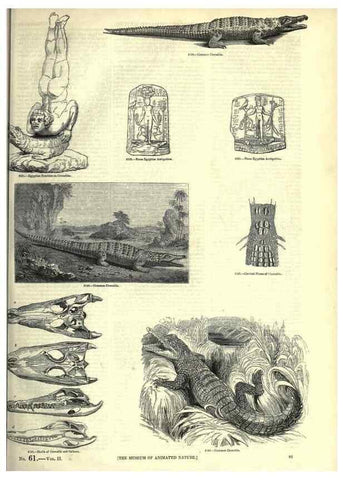 Reproducción/Reproduction 7740007662: The pictorial museum of animated nature .... London :C. Cox,[1844?]