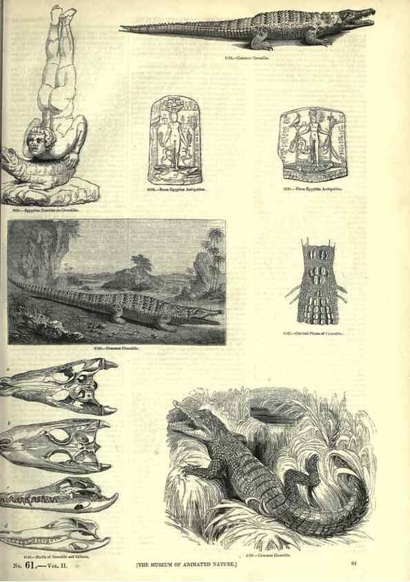 Reproducción/Reproduction 7740007662: The pictorial museum of animated nature .... London :C. Cox,[1844?]