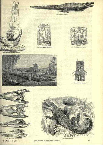 Reproducción/Reproduction 7740007662: The pictorial museum of animated nature .... London :C. Cox,[1844?]