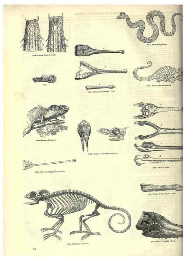 Reproducción/Reproduction 7740008612: The pictorial museum of animated nature .... London :C. Cox,[1844?]