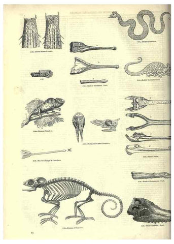 Reproducción/Reproduction 7740008612: The pictorial museum of animated nature .... London :C. Cox,[1844?]