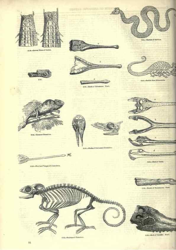 Reproducción/Reproduction 7740008612: The pictorial museum of animated nature .... London :C. Cox,[1844?]