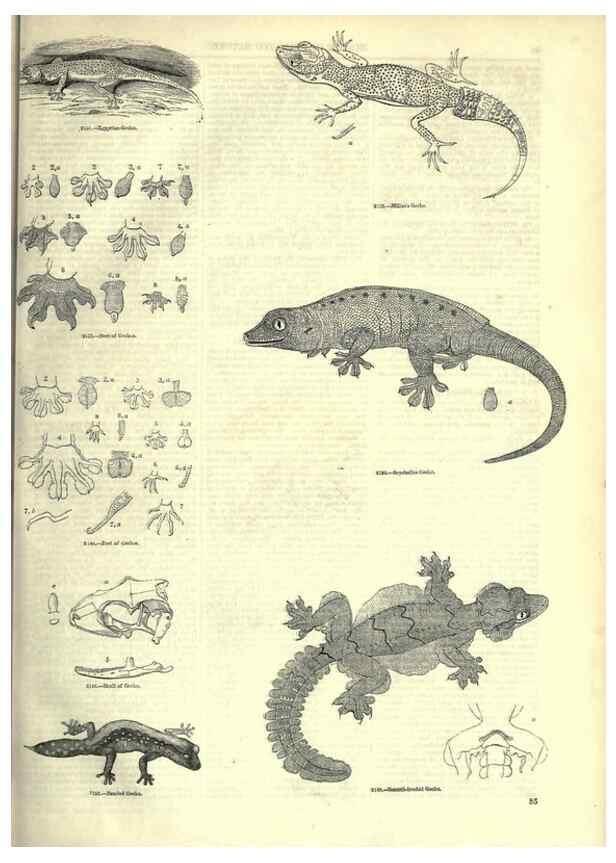 Reproducción/Reproduction 7740009564: The pictorial museum of animated nature .... London :C. Cox,[1844?]