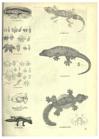 Reproducción/Reproduction 7740009564: The pictorial museum of animated nature .... London :C. Cox,[1844?]