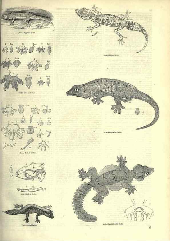 Reproducción/Reproduction 7740009564: The pictorial museum of animated nature .... London :C. Cox,[1844?]