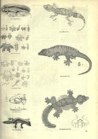 Reproducción/Reproduction 7740009564: The pictorial museum of animated nature .... London :C. Cox,[1844?]