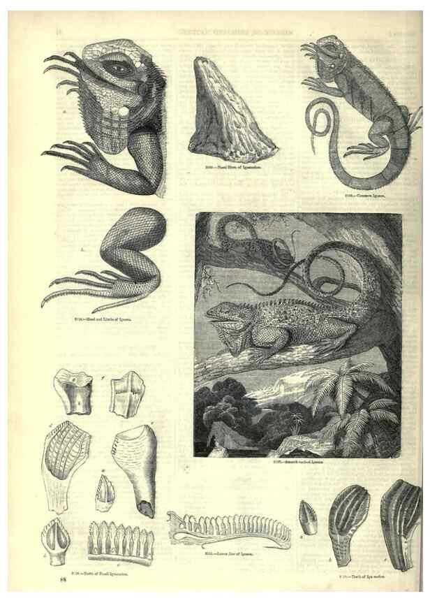 Reproducción/Reproduction 7740010628: The pictorial museum of animated nature .... London :C. Cox,[1844?]