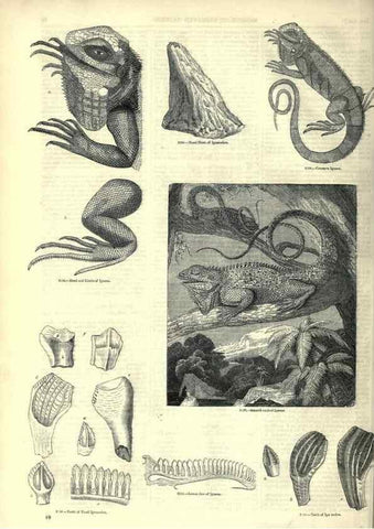 Reproducción/Reproduction 7740010628: The pictorial museum of animated nature .... London :C. Cox,[1844?]