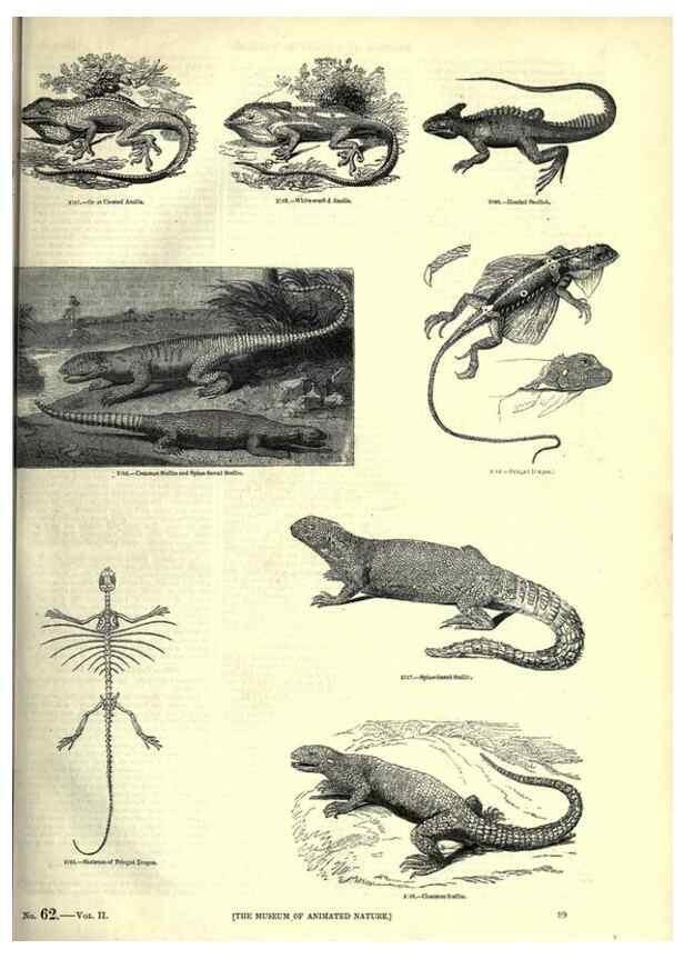 Reproducción/Reproduction 7740011554: The pictorial museum of animated nature .... London :C. Cox,[1844?]