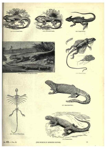 Reproducción/Reproduction 7740011554: The pictorial museum of animated nature .... London :C. Cox,[1844?]
