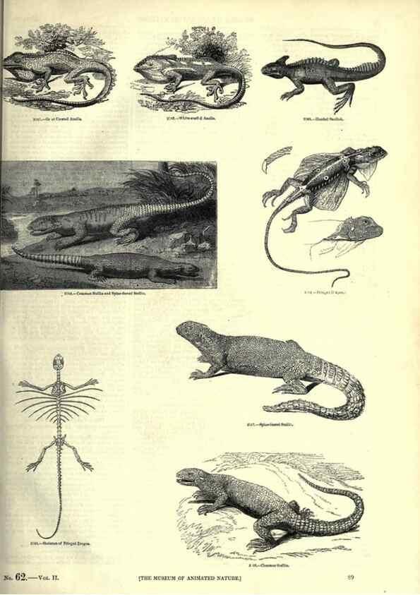 Reproducción/Reproduction 7740011554: The pictorial museum of animated nature .... London :C. Cox,[1844?]