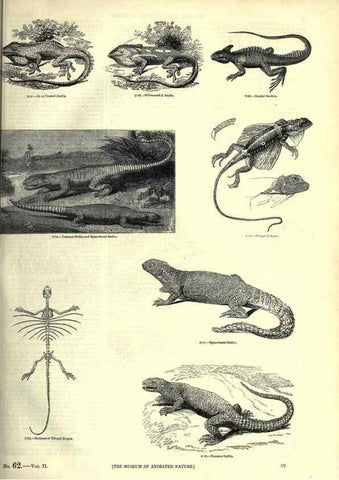 Reproducción/Reproduction 7740011554: The pictorial museum of animated nature .... London :C. Cox,[1844?]
