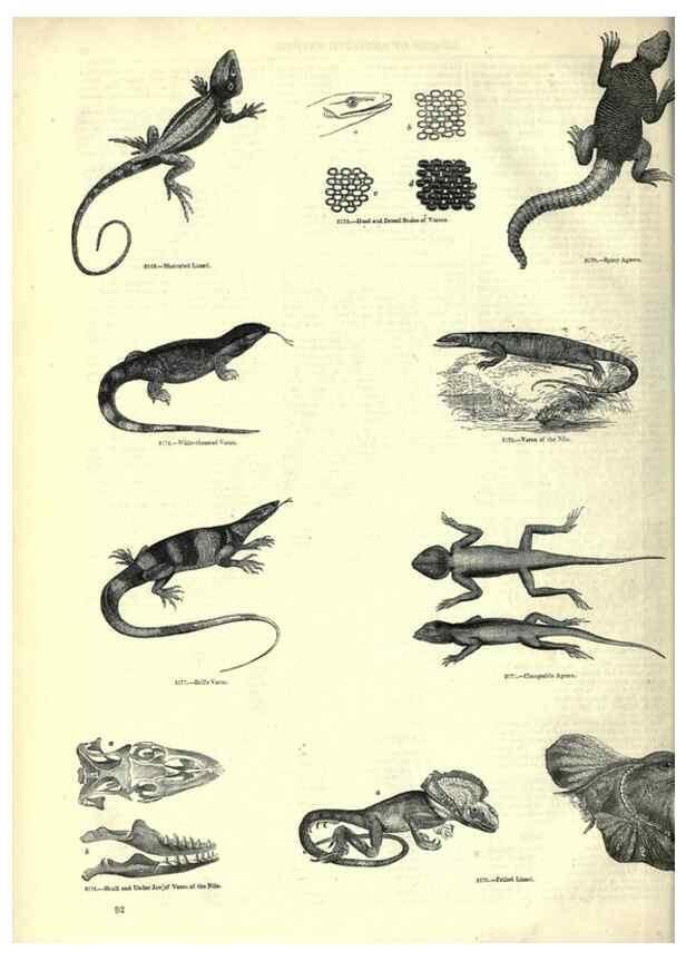 Reproducción/Reproduction 7740012522: The pictorial museum of animated nature .... London :C. Cox,[1844?]