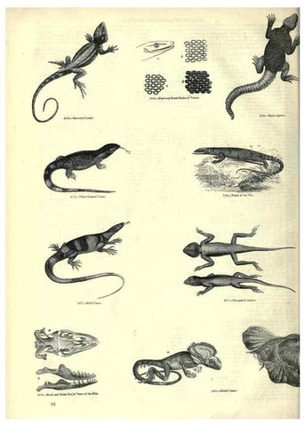 Reproducción/Reproduction 7740012522: The pictorial museum of animated nature .... London :C. Cox,[1844?]