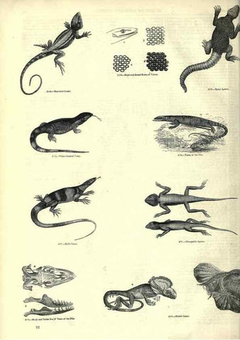 Reproducción/Reproduction 7740012522: The pictorial museum of animated nature .... London :C. Cox,[1844?]