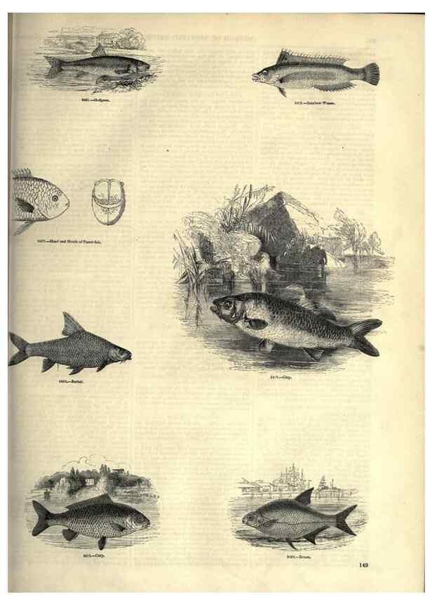 Reproducción/Reproduction 7740042880: The pictorial museum of animated nature .... London :C. Cox,[1844?]
