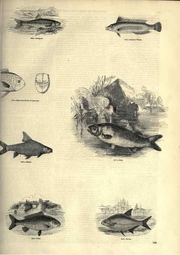 Reproducción/Reproduction 7740042880: The pictorial museum of animated nature .... London :C. Cox,[1844?]