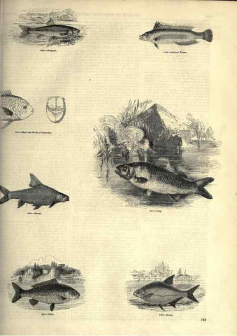 Reproducción/Reproduction 7740042880: The pictorial museum of animated nature .... London :C. Cox,[1844?]