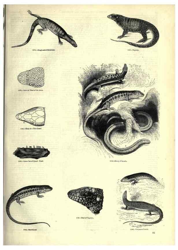 Reproducción/Reproduction 7740013478: The pictorial museum of animated nature .... London :C. Cox,[1844?]