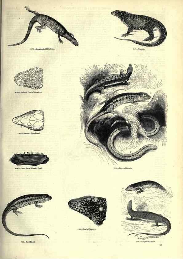 Reproducción/Reproduction 7740013478: The pictorial museum of animated nature .... London :C. Cox,[1844?]