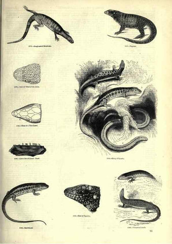 Reproducción/Reproduction 7740013478: The pictorial museum of animated nature .... London :C. Cox,[1844?]