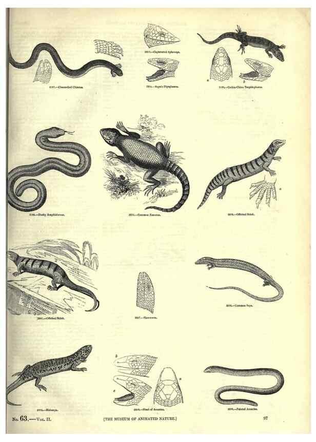Reproducción/Reproduction 7740015330: The pictorial museum of animated nature .... London :C. Cox,[1844?]
