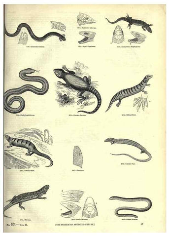 Reproducción/Reproduction 7740015330: The pictorial museum of animated nature .... London :C. Cox,[1844?]