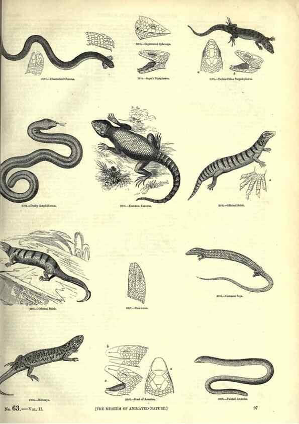 Reproducción/Reproduction 7740015330: The pictorial museum of animated nature .... London :C. Cox,[1844?]