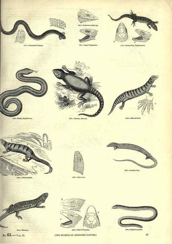 Reproducción/Reproduction 7740015330: The pictorial museum of animated nature .... London :C. Cox,[1844?]