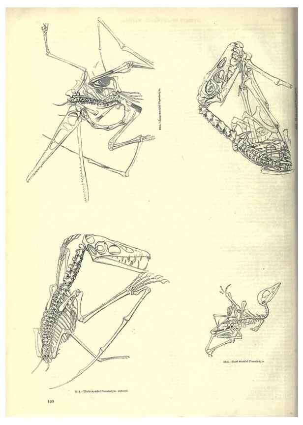Reproducción/Reproduction 7740016154: The pictorial museum of animated nature .... London :C. Cox,[1844?]