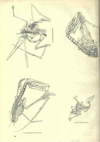 Reproducción/Reproduction 7740016154: The pictorial museum of animated nature .... London :C. Cox,[1844?]