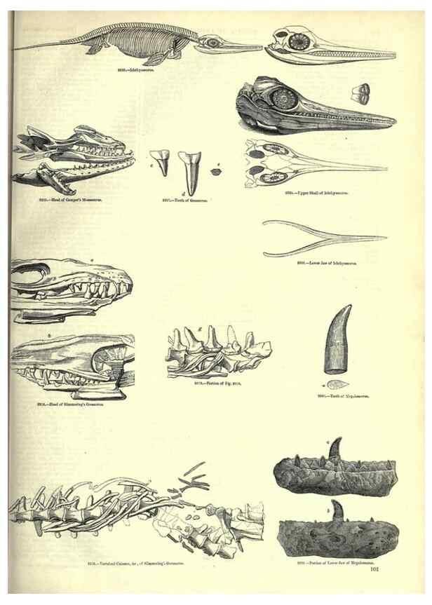 Reproducción/Reproduction 7740017128: The pictorial museum of animated nature .... London :C. Cox,[1844?]