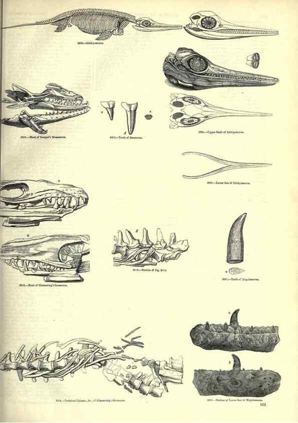 Reproducción/Reproduction 7740017128: The pictorial museum of animated nature .... London :C. Cox,[1844?]
