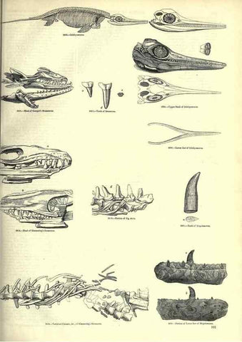 Reproducción/Reproduction 7740017128: The pictorial museum of animated nature .... London :C. Cox,[1844?]